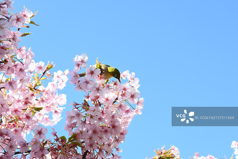 蓝色天空下的樱花图片素材