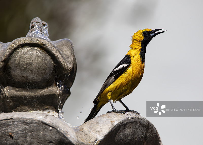 特写：鸣织雀栖息于雕像上，墨西哥蒂华纳图片素材