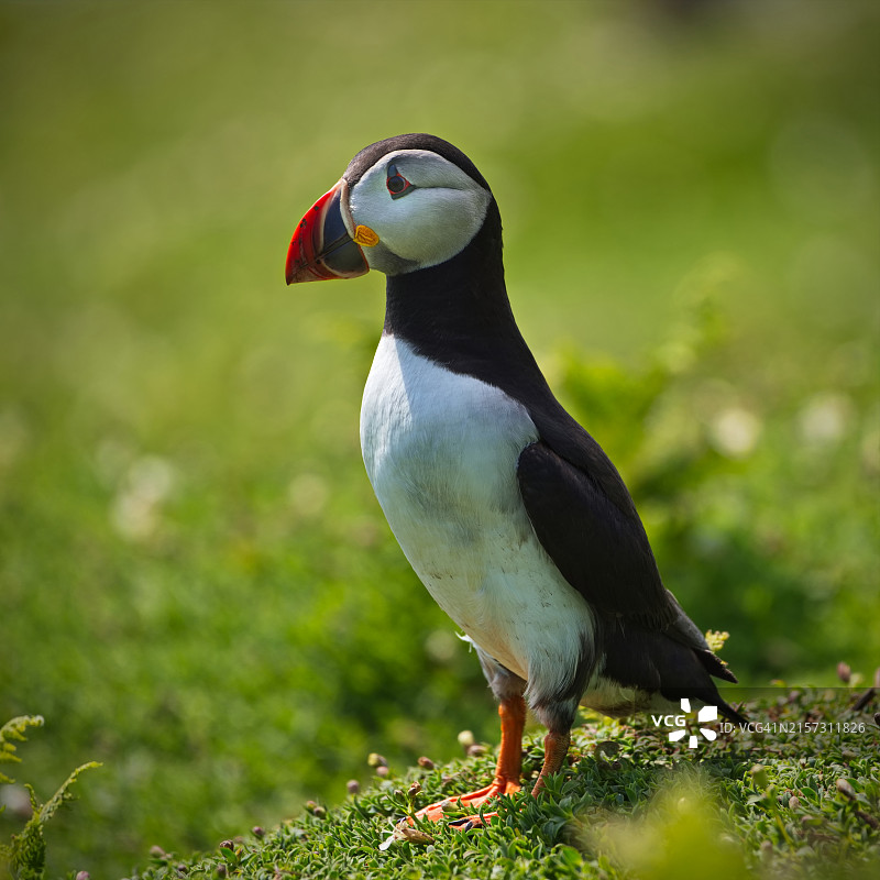 北大西洋海鹦栖息在草地上特写图片素材