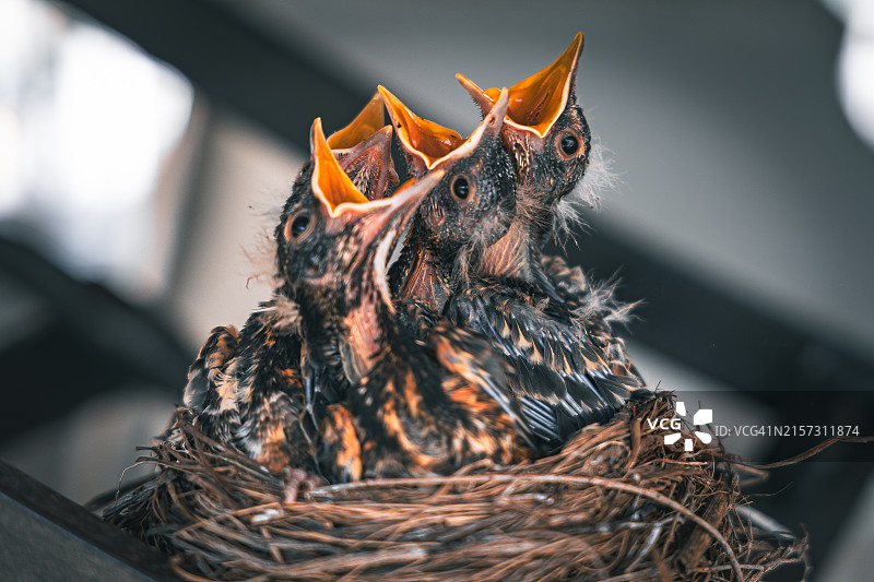 知更鸟特写，美国印第安纳州奥西奥拉图片素材