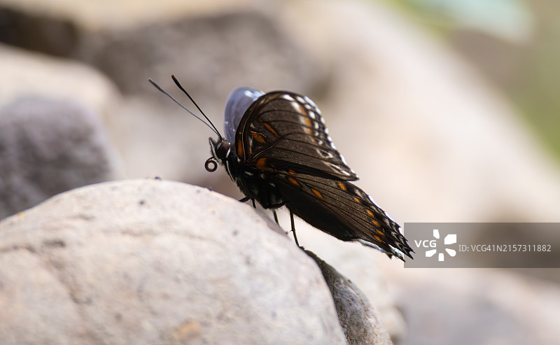 蝴蝶特写，美国马里兰州图片素材