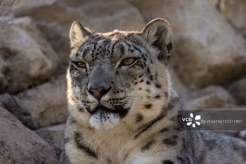 母狮特写，美国俄克拉荷马州塔尔萨图片素材