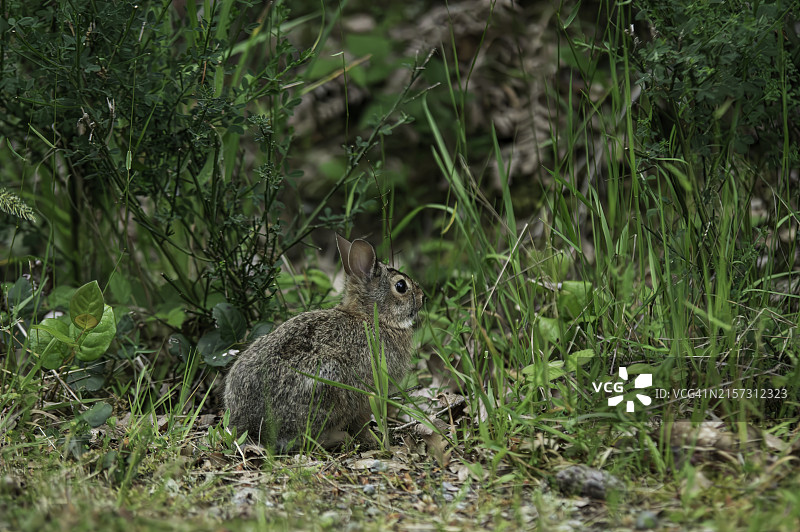 田野里的兔子特写，美国华盛顿州奥林匹亚图片素材