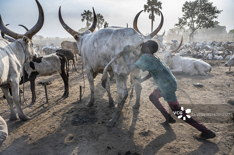 南苏丹蒙达里部落：男孩对着牛屁股吹气以增加牛奶产量图片素材