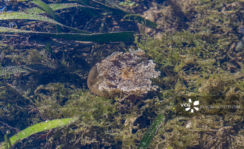 无毒水母，圣克鲁斯岛，三宝颜，棉兰老岛，菲律宾，东南亚，亚洲图片素材