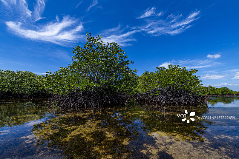 菲律宾棉兰老岛三宝颜大圣克鲁斯岛的沼泽图片素材