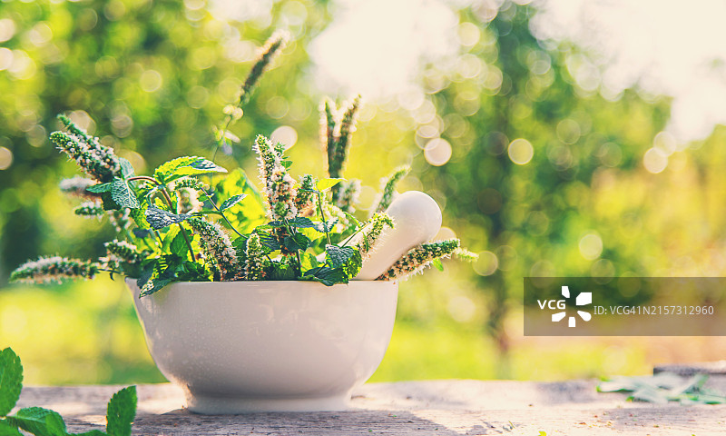 盆栽植物特写图片素材