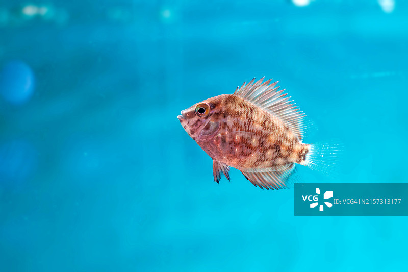 暹罗斗鱼水下游泳特写图片素材