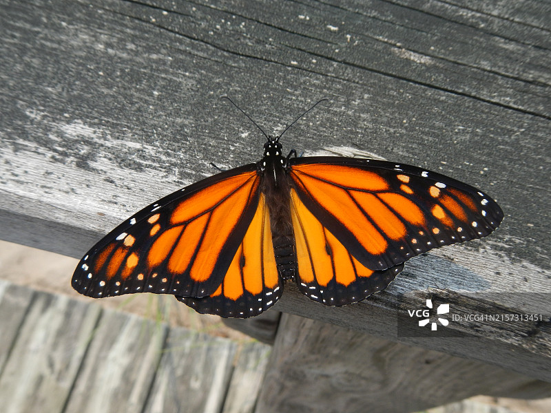蝴蝶在木头上的特写，马尼托林中部，安大略，加拿大图片素材