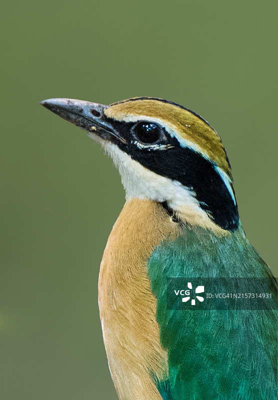 啄木鸟特写图片素材