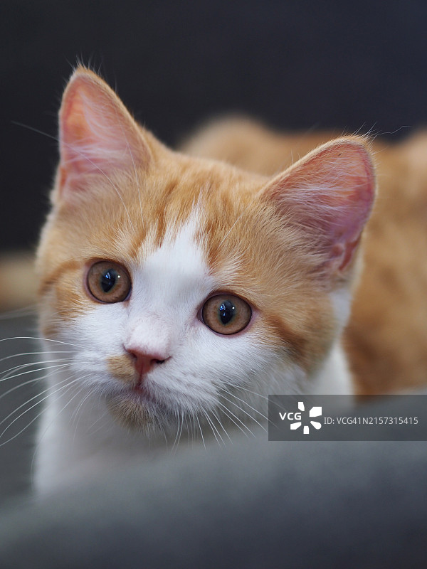 猫的特写肖像图片素材