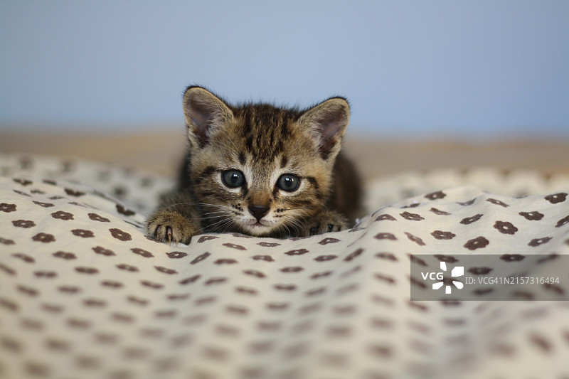 猫的特写肖像图片素材