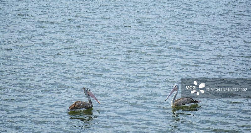湖中游动的鸟俯视图图片素材