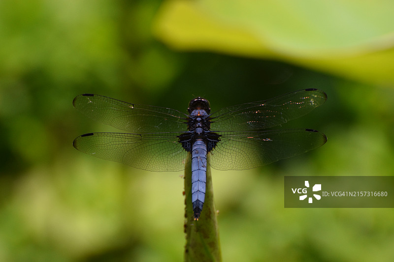 蜻蜓特写，日本图片素材