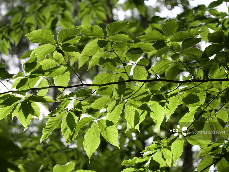 树上的叶子特写，美国马萨诸塞州多佛镇图片素材