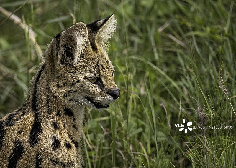 袋鼠特写图片素材