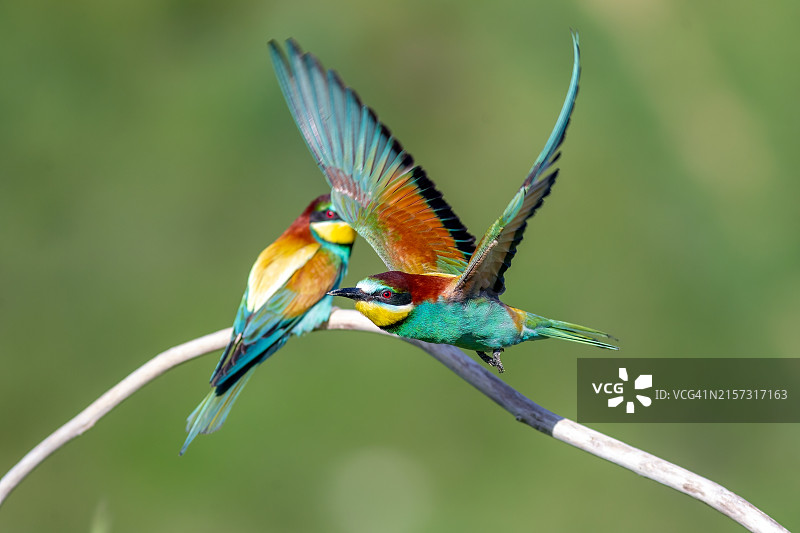 鸟儿栖息在树枝上的特写图片素材