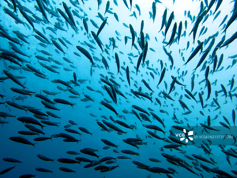 热带大眼鲹在海中游动全画幅照片图片素材