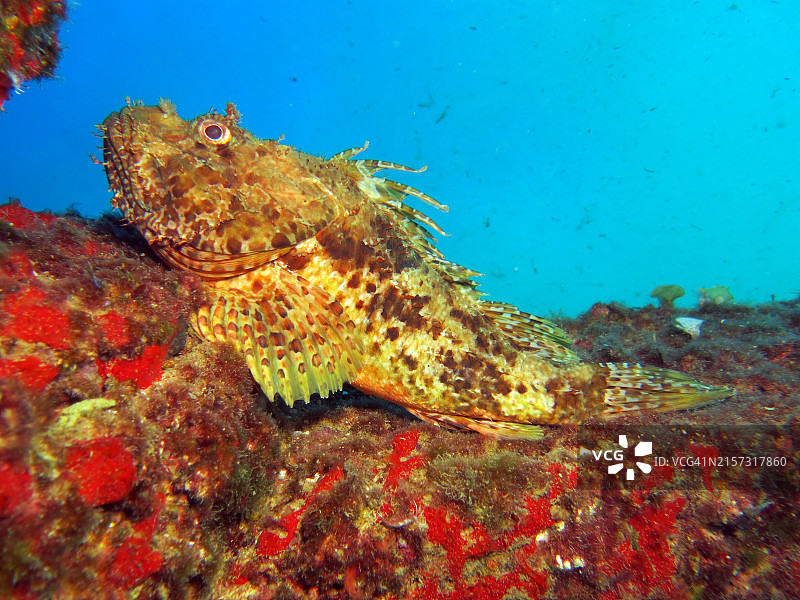 海底游动的蝎子鱼特写图片素材