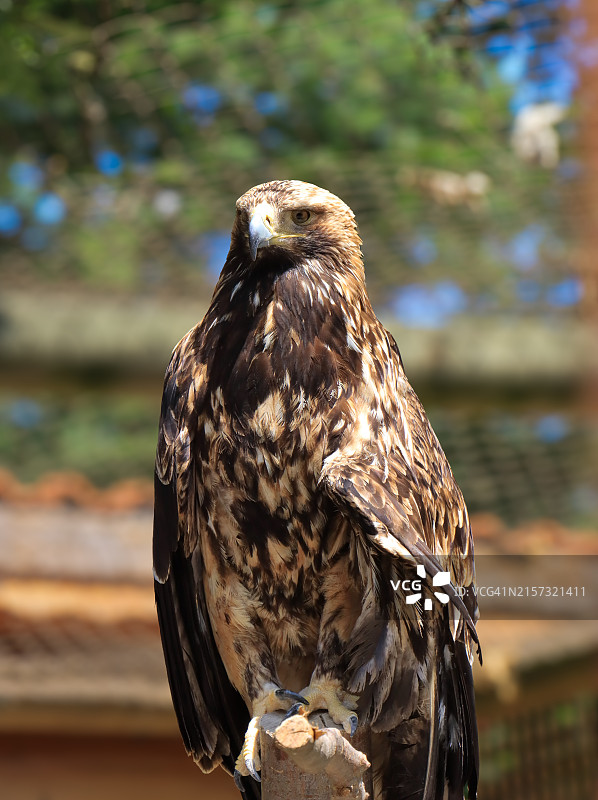 金雕特写图片素材