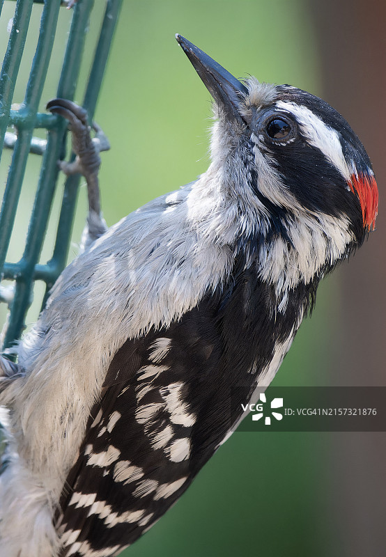 啄木鸟特写，美国图片素材