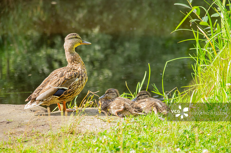 鸭妈妈和小鸭子图片素材