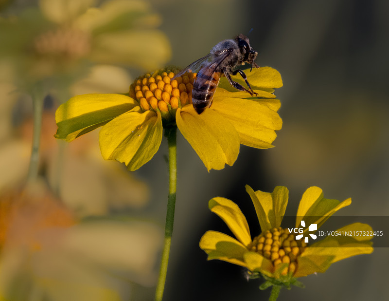 蜜蜂在黄色花朵上的特写，坦佩，亚利桑那州，美国图片素材