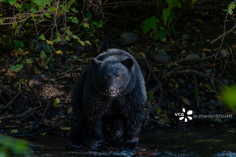 湖中熊的肖像图片素材