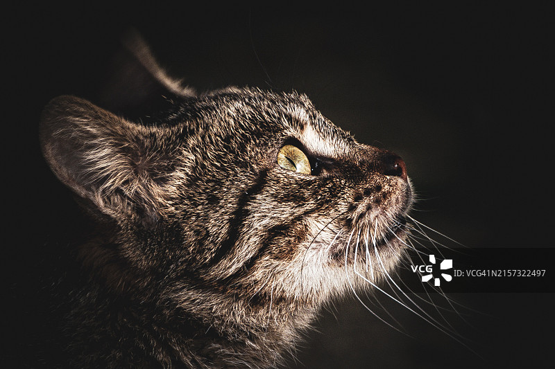 黑色背景下的猫特写，土耳其安塔利亚图片素材