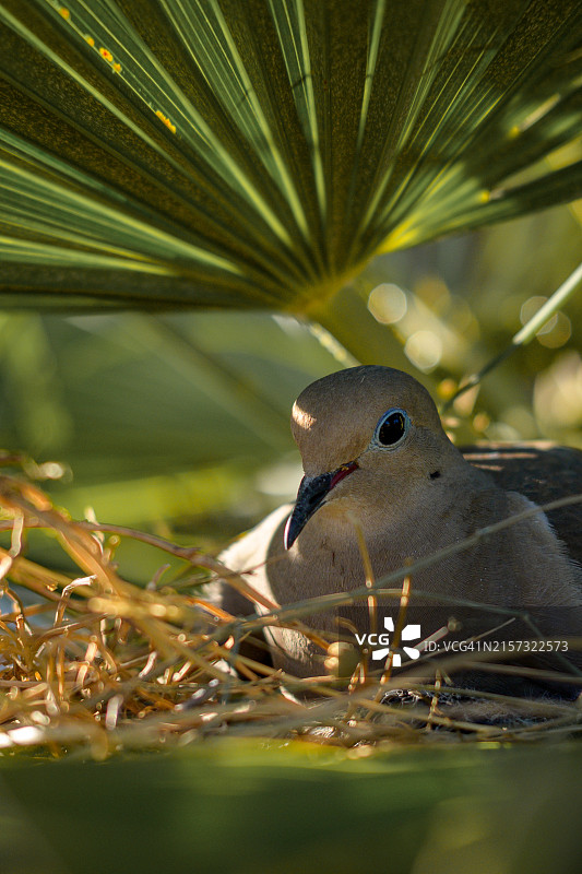 栖息在树上的鸟的特写，美国亚利桑那州吉尔伯特图片素材