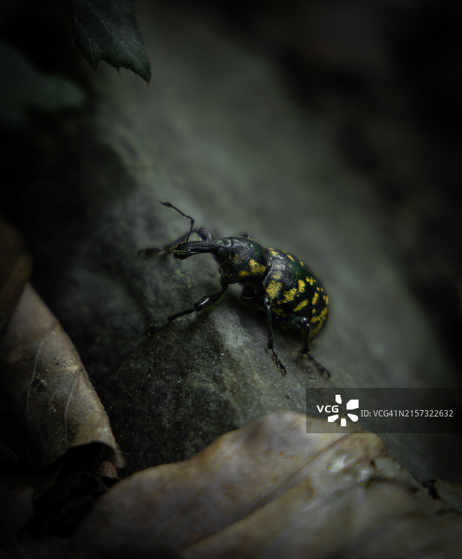 乌克兰岩石上的昆虫特写图片素材