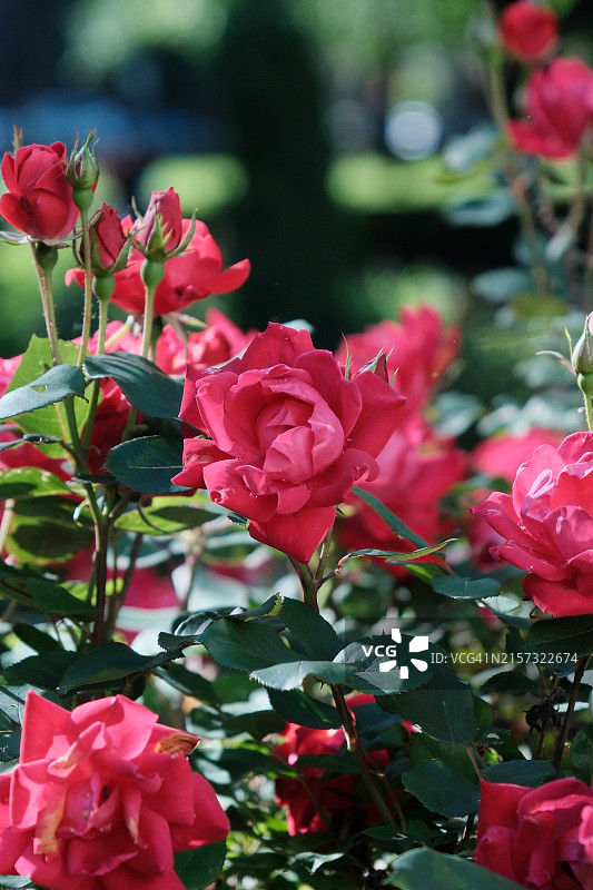 宾夕法尼亚州卡莱尔的红色玫瑰特写图片素材