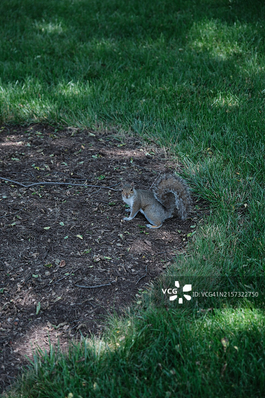 宾夕法尼亚州卡莱尔的灰松鼠高角度视图图片素材