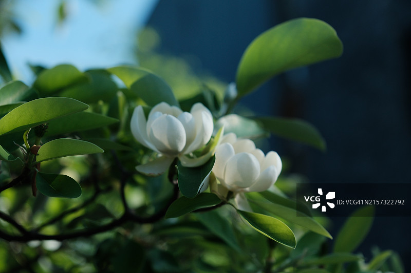 美国宾夕法尼亚州卡莱尔的开花植物特写图片素材
