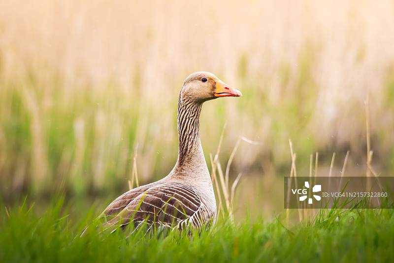 野外鸭子特写图片素材