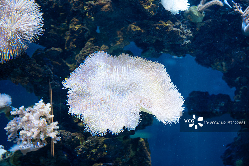 珊瑚在海中的特写图片素材