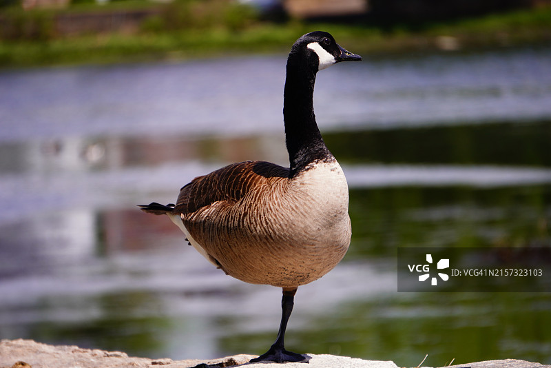 美国康涅狄格州斯坦福德市栖息在湖上的加拿大水鹅特写图片素材