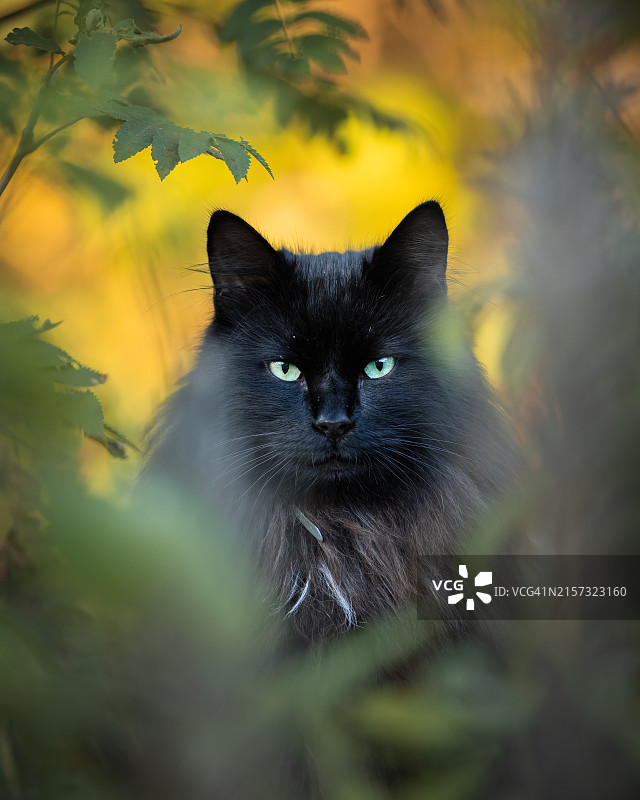 猫的特写肖像，挪威图片素材