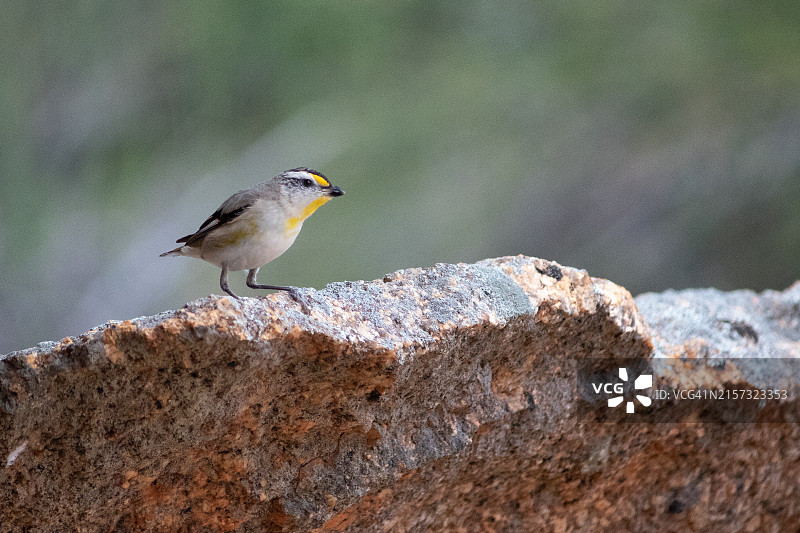 栖息在岩石上的鸣禽特写图片素材