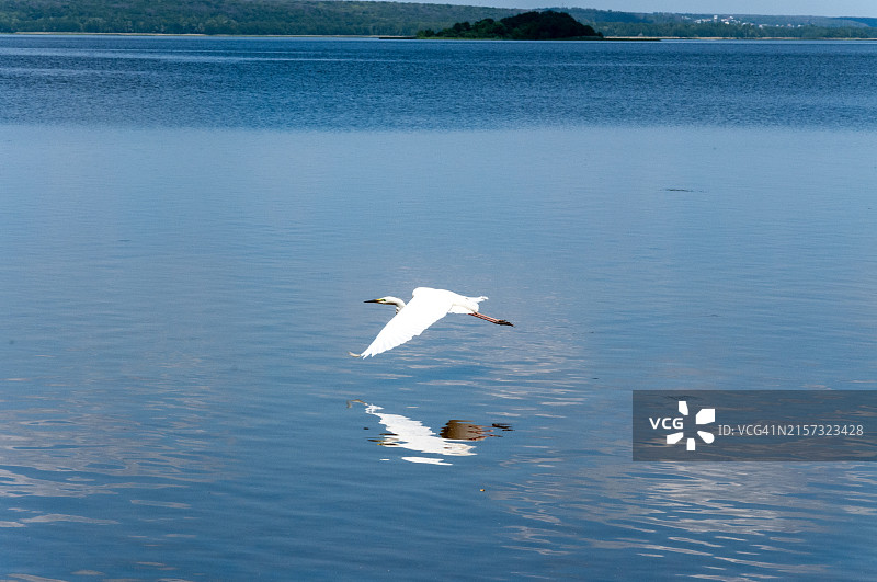 海鸥飞越海面高角度照片图片素材
