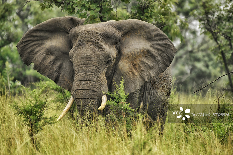 极度濒危的野生非洲森林象图片素材