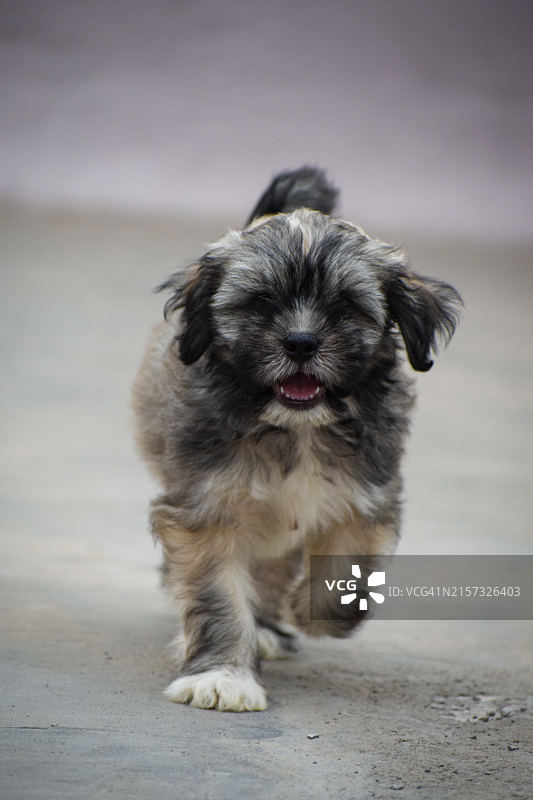 户外站立的小狗特写图片素材