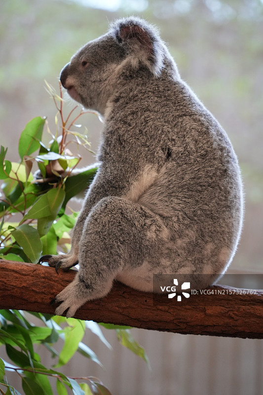 树枝上的考拉特写，澳大利亚昆士兰州布里斯班图片素材