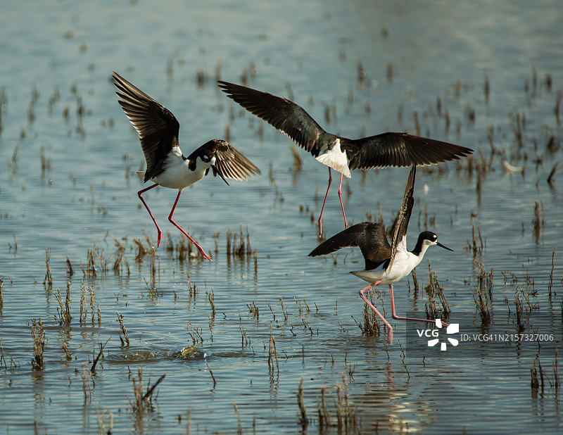 在美国加利福尼亚州森尼维尔湖面上飞翔的鸟类特写图片素材