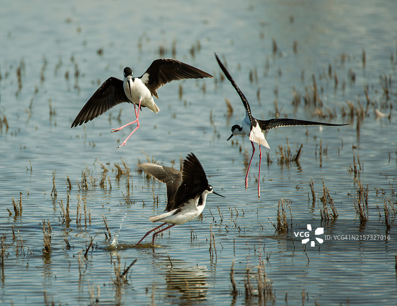 在美国加利福尼亚州森尼维尔湖面上飞翔的鸟类特写图片素材