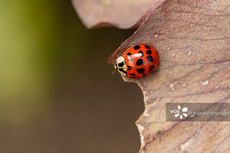 瓢虫特写图片素材