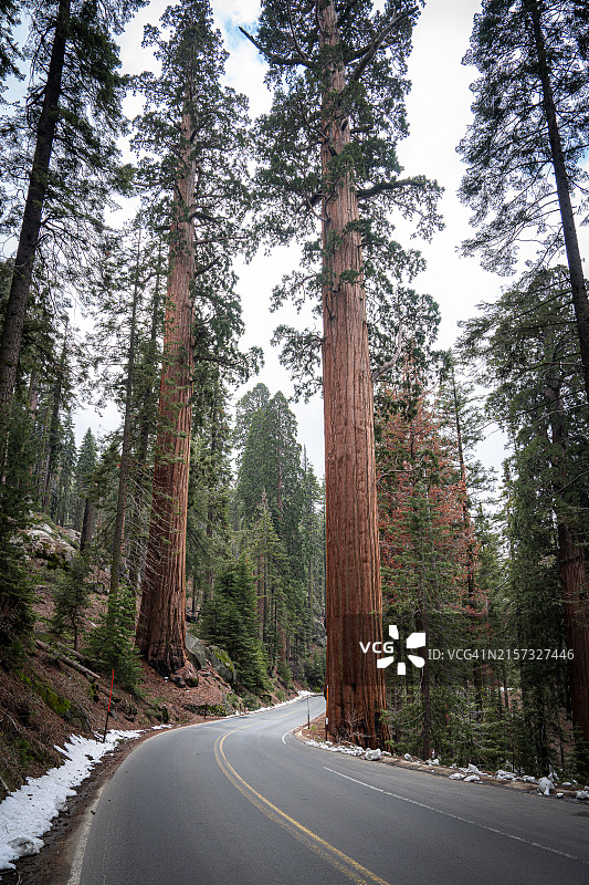 加利福尼亚州森林中的空旷道路，美国图片素材