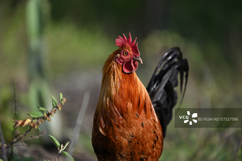 美国夏威夷公鸡特写图片素材
