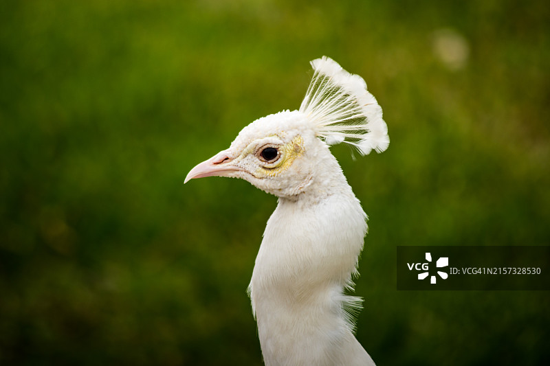 美国德克萨斯州圣安东尼奥的孔雀特写图片素材