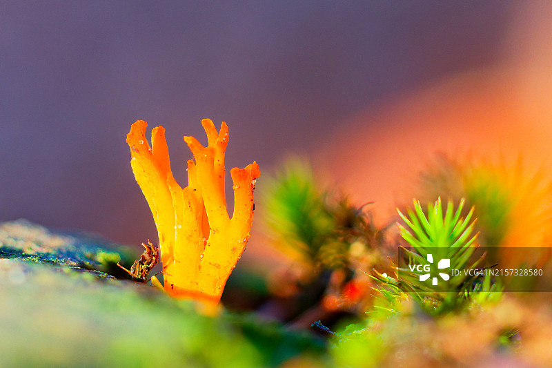 橙色花朵的特写图片素材